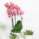 Kolibri-Orchideen | Kombi-Angebot mit 4 Phalaenopsis-Orchideen – Pirate Picotee – Topfgröße Ø12 cm | blühende Zimmerpflanze – frisch vom Züchter von Kolibri Company