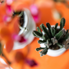 Kolibri Greens | Green Plant - Stapelia - Green houseplant - Fresh of the grower - Ø6cm by Kolibri Company