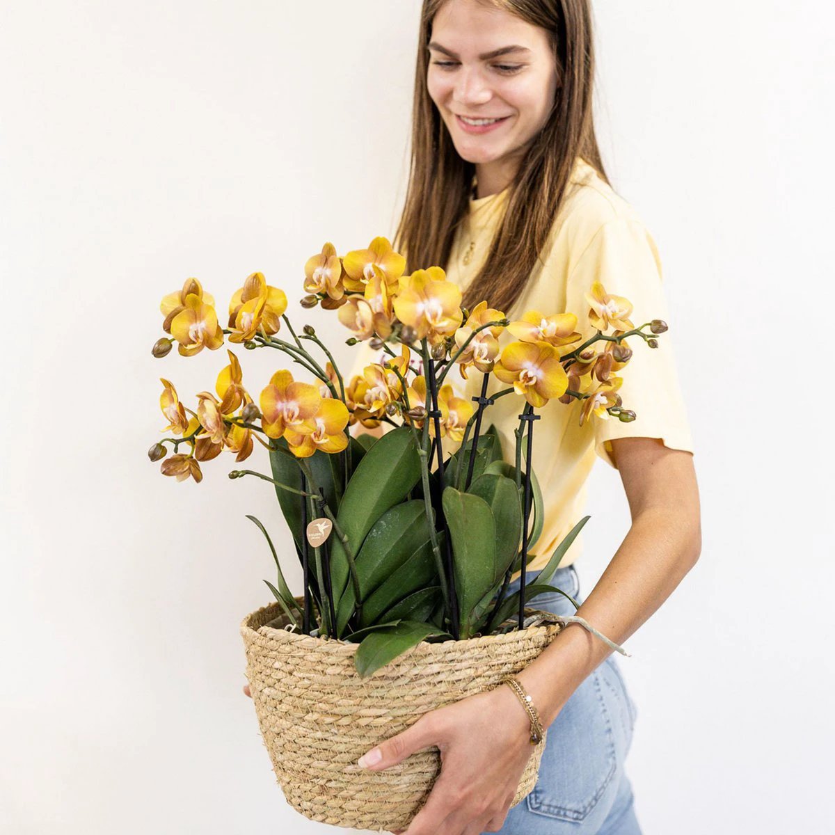 Kolibri Orchids | Orange Orchid Set In Reed Basket incl. Water reservoir | Three Orange Orchids Las Vegas 12cm | Mono Bouquet Orange with self -sufficient water reservoir. by Kolibri Company