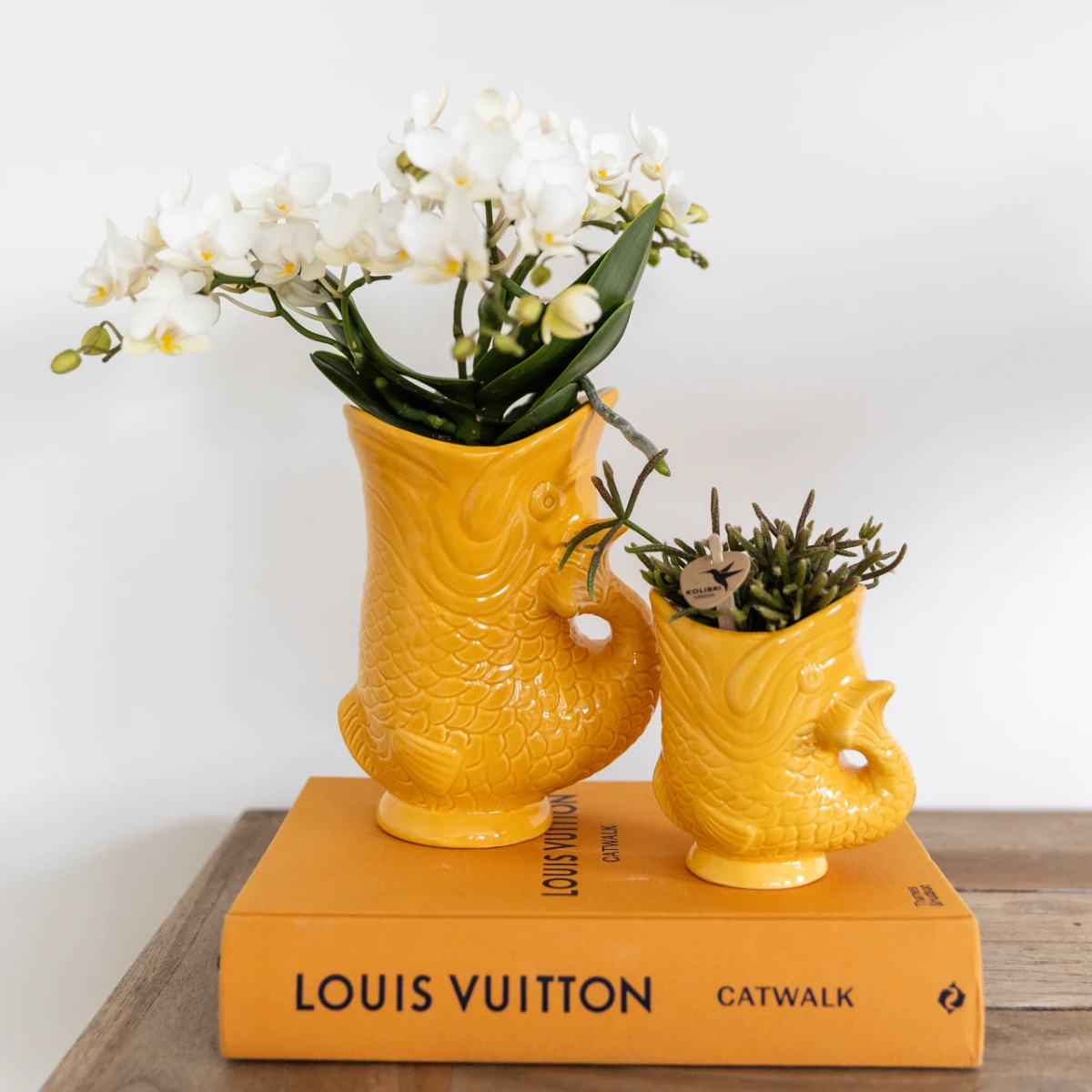 Hummingbird Orchids | Set of white orchid Nazaré and succulent in Fish decorative pot orange - pot size Ø9cm & Ø6cm | flowering houseplant - fresh from the grower by Kolibri Company
