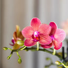Kolibri Orchids | COMBI DEAL van 4 oranje Phalaenopsis orchideeën - Congo - potmaat Ø9cm | bloeiende kamerplant - vers van de kweker by Kolibri Company