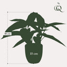 Kunstpflanze – Calathea Dots – Schattenpflanze – 38 cm von Green boutiQ
