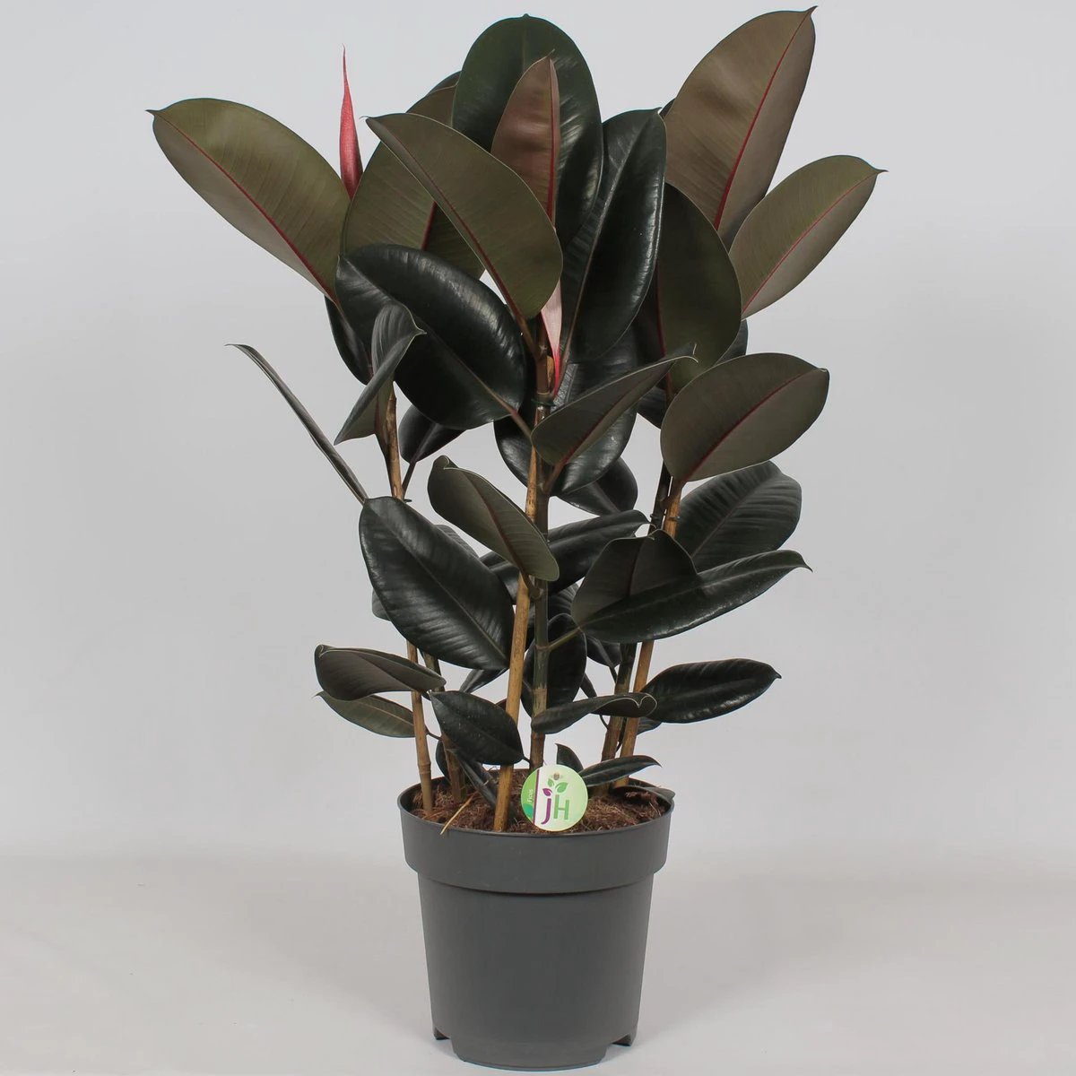 Ficus Abidjan - Ø27cm - ↕90cm von MEERgroothandel Planten