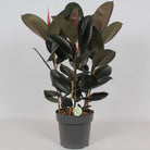 Ficus Abidjan - Ø27cm - ↕90cm von MEERgroothandel Planten