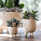 Colibr Orchids | Red Phalaenopsis orchid – Congo + Gummy pot trattine – pot measure Ø9cm | blooming room plant in flower pot - fresh from the grower by Kolibri Company