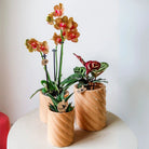 Hummingbird Home | Candy decorative pot | High - Peach - Ø6cm by Kolibri Company