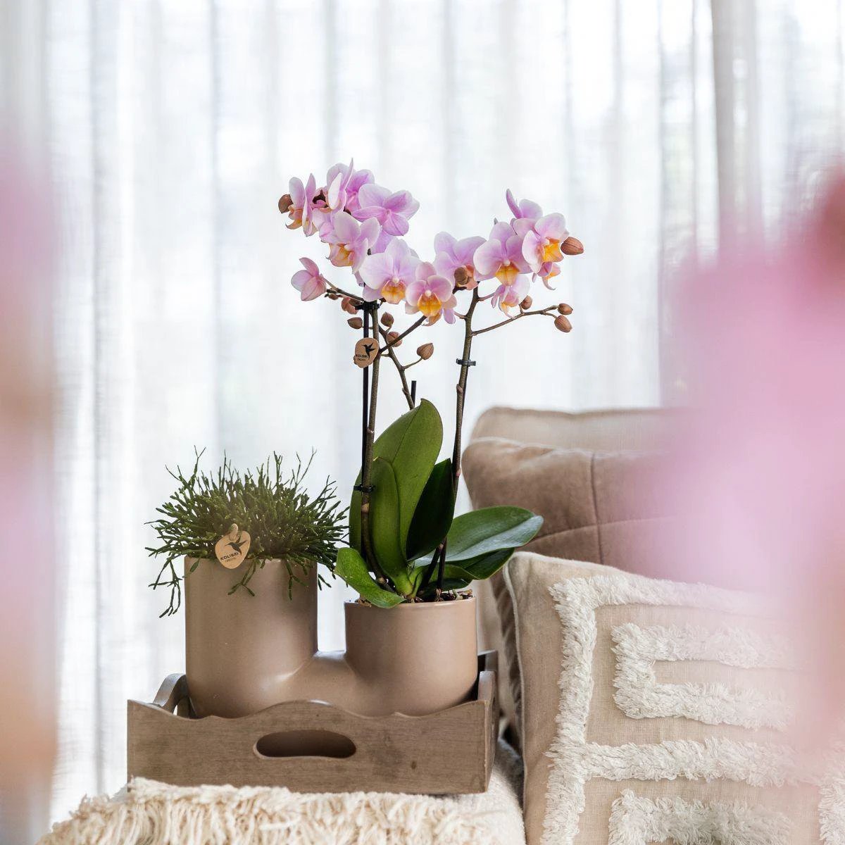 Colibr Orchids | Set of white orchid Surcha and Succulent in Tube serpot Sanding Sand - pot measure Ø9cm | -driving room plant - freshly from the grower by Kolibri Company
