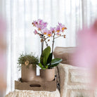 Colibr Orchids | Set of white orchid Surcha and Succulent in Tube serpot Sanding Sand - pot measure Ø9cm | -driving room plant - freshly from the grower by Kolibri Company
