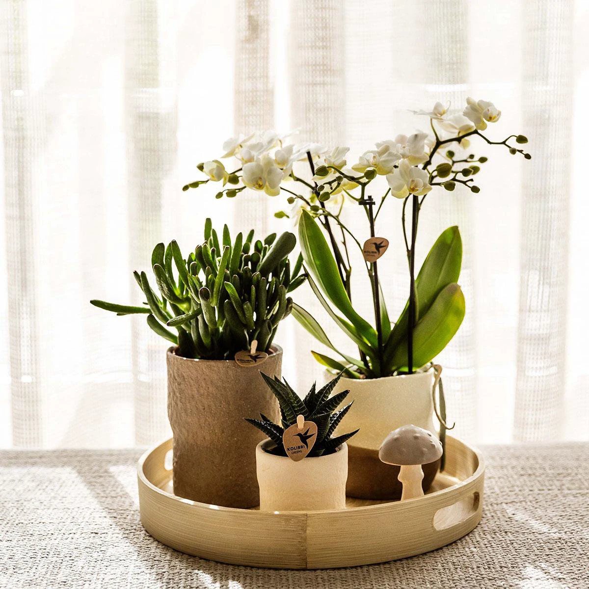 Hummingbird Company | Plant set Slow Living | White Phalaenopsis Orchid Lausanne and Succulents incl. ceramic decorative pots by Kolibri Company