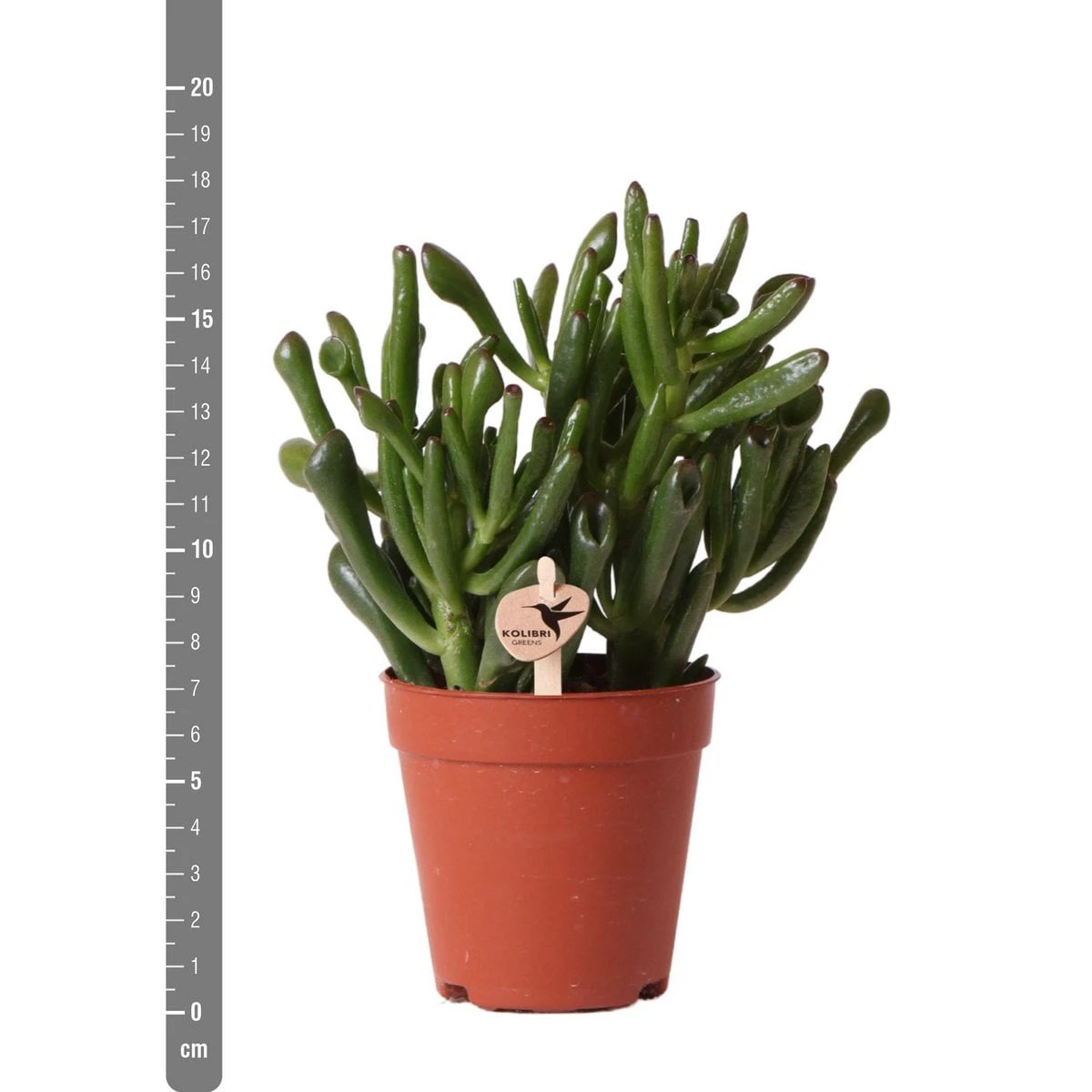 Kolibri Greens | Green Plant - Succulent Crassula Hobbit | green houseplant - fresh from the grower - Ø9cm by Kolibri Company