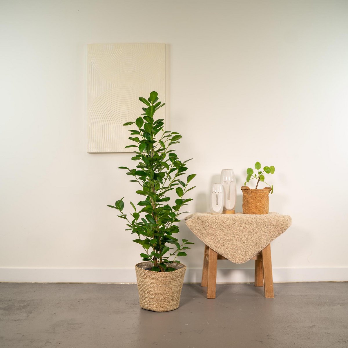 Ficus microcarpa Moclame - ↨95cm - Ø21cm + Mand Selin by MEERgroothandel Planten