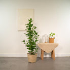 Ficus microcarpa Moclame - ↨95cm - Ø21cm + Mand Selin by MEERgroothandel Planten