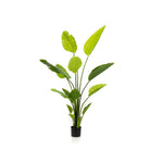 Art plant - Strelitzia Nicolai - Paradise bird flower - 150 cm by Green boutiQ