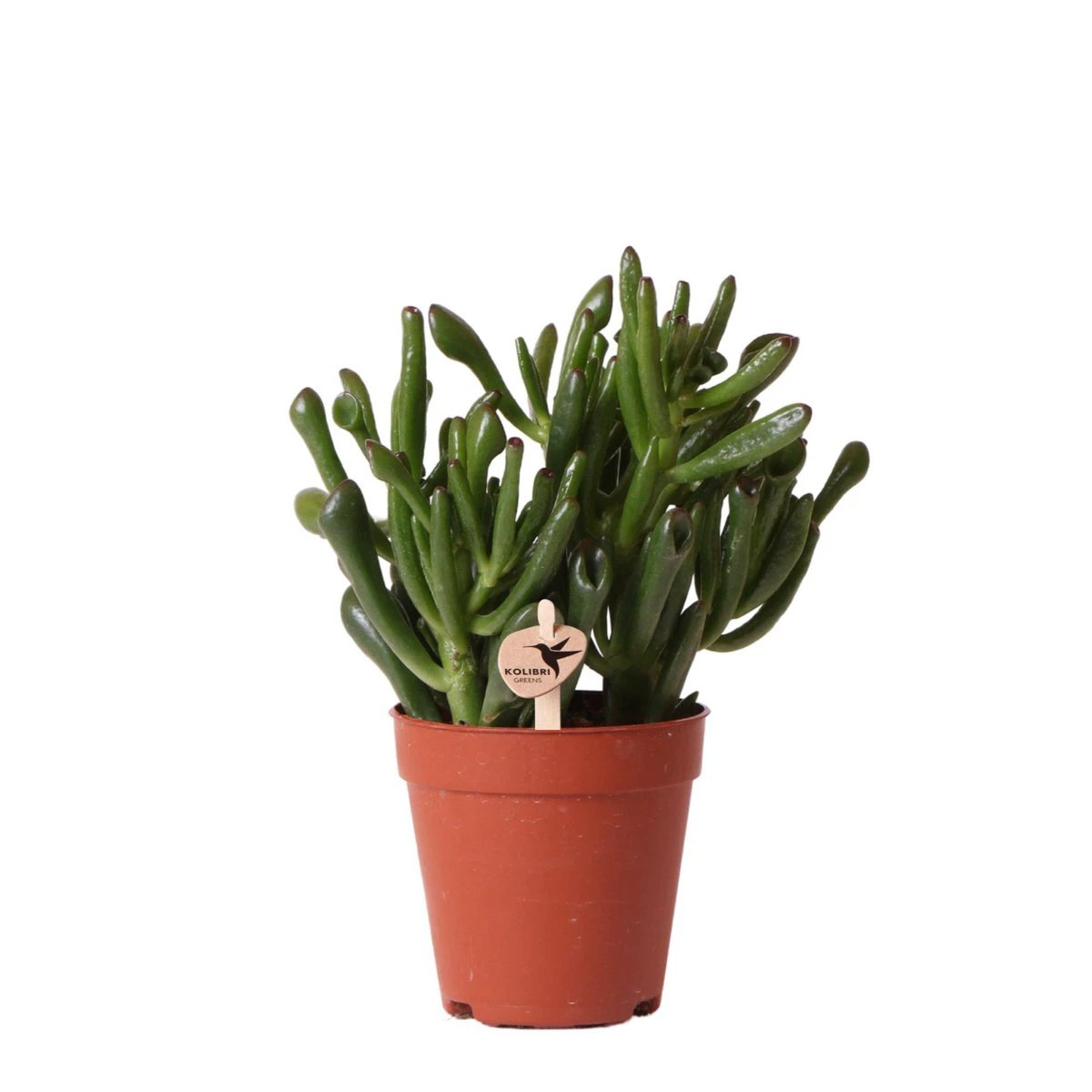 Kolibri Greens | Green Plant - Succulent Crassula Hobbit | green houseplant - fresh from the grower - Ø9cm by Kolibri Company