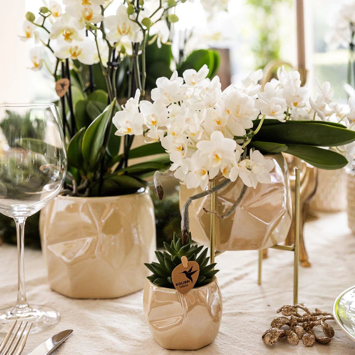 Hummingbird Company | Set of plants + decorative pots for table decoration dinner - pot size Ø9cm & Ø6cm | flowering houseplants - fresh from the grower by Kolibri Company