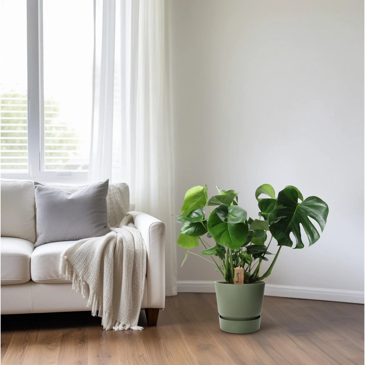 Monstera In Basket Palmleaf - Ø21cm - ↕60cm by MEERgroothandel Planten