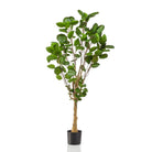 Kunstplant - Polyscias - Aralia - 150 cm by Green boutiQ