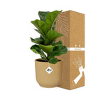 Ficus Lyrata „Bambino“ im ELHO Vibes Fold 14 cm gelb von MEERgroothandel Planten