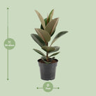 Ficus sturdy elastic - Ø17cm - ↕55cm by MEERgroothandel Planten