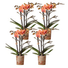 Kolibri Orchids | COMBI DEAL van 4 oranje Phalaenopsis orchideeën - Bolzano - potmaat Ø9cm | bloeiende kamerplant - vers van de kweker by Kolibri Company