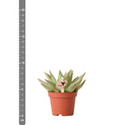 Kolibri Greens | Green Plant - Succulent Echeveria Miranda Potmaat Ø6cm | green houseplant - fresh from the grower by Kolibri Company