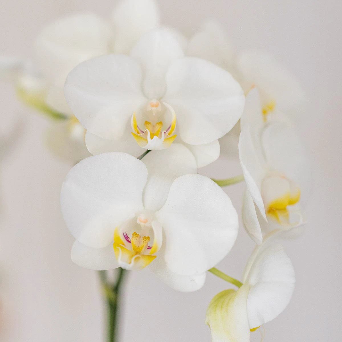 Hummingbird Orchids | white orchid Amabilis + Candy decorative pot blue - pot size Ø9cm | flowering houseplant - fresh from the grower by Kolibri Company