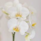 Hummingbird Orchids | white orchid Amabilis + Candy decorative pot blue - pot size Ø9cm | flowering houseplant - fresh from the grower by Kolibri Company