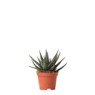 Kolibri Greens | Green Plant - Succulent Haworthia Royal Highnness Pot size Ø6cm | green houseplant - fresh from the grower by Kolibri Company