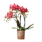 Colibr Orchids | red Phalaenopsis orchid pot measure Ø9cm | Congo | -driving room plant - freshly from the grower by Kolibri Company