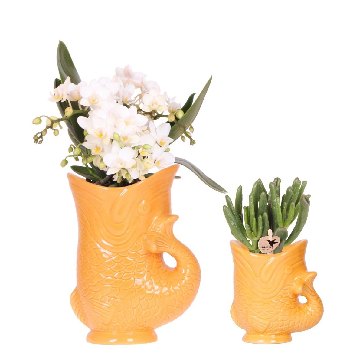 Hummingbird Orchids | Set of white orchid Nazaré and succulent in Fish decorative pot orange - pot size Ø9cm & Ø6cm | flowering houseplant - fresh from the grower by Kolibri Company
