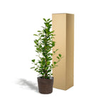 Ficus microcarpa Moclame - ↨95 cm - Ø21 cm + Korb Igmar von MEERgroothandel Planten