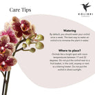 Colibr Orchids | yellow red Phalaenopsis orchid – Spain + Elites of ordinary pots – pot measure Ø9cm | blooming room plant in flower pot - fresh from the grower by Kolibri Company