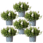 Campanula Addenda – Glockenblume Weiß, Topfgröße 12 cm – 1 m² Bodendecker – 6 Stück – Ambrella White – Gartenpflanzen – winterhart von Kolibri Company