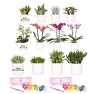 Kolibri Creatives | Paint package for painting 12 flower pots + orchids and succulents | for at least 4 people | True artist by Kolibri Company