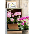Artificial plant Geranium Pink by Mica Decorations