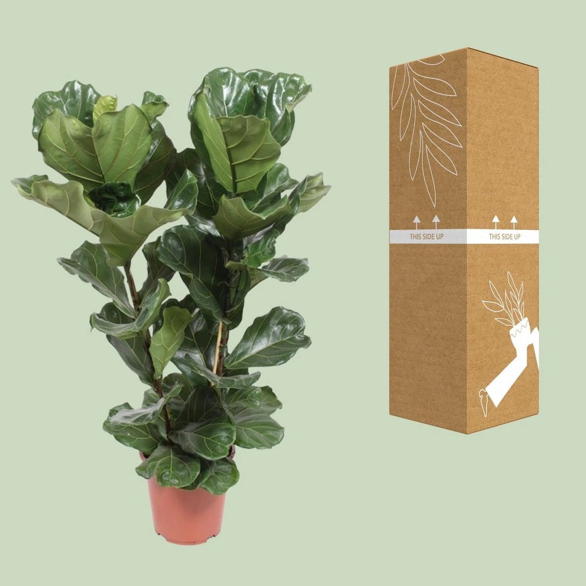 Ficus Lyrata - Ø27cm - ↕100cm by MEERgroothandel Planten