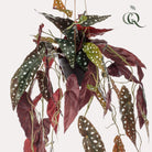 Kunstplant - Begonia Maculata - Stippenbegonia - 80 cm by Green boutiQ