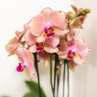 Kolibri Orchids - Surprise box mix - plant discount box - surprise box with 4 different orchids 12cm - fresh from the grower by Kolibri Company