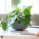 Plant pot - Ducos s Gray (set of 2 pieces) by Vase The World