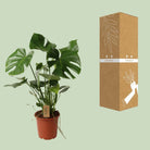 Monstera Deliciosa P21 - Ø21cm - ↕60cm by MEERgroothandel Planten