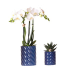 Kolibri Orchids | Set van witte orchidee Amabilis en succulent in Candy sierpotten blauw - potmaat Ø9cm & Ø6cm | bloeiende kamerplant - vers van de kweker by Kolibri Company
