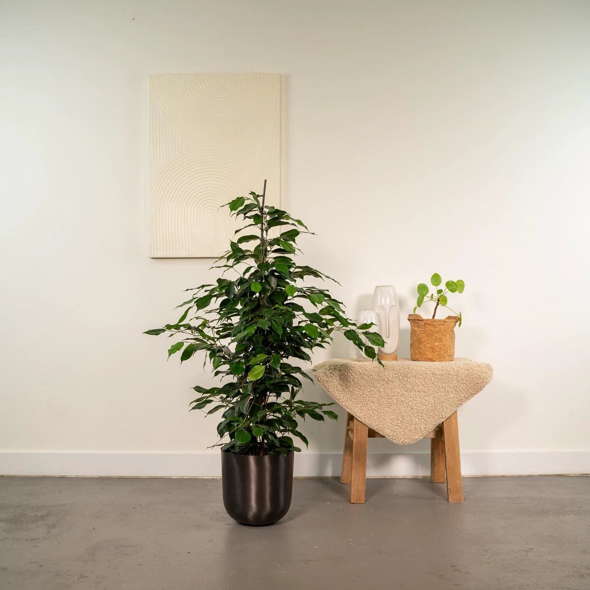 Ficus benjamina Danielle - ↨95cm - Ø21cm + Topf Mayk Blei von MEERgroothandel Planten