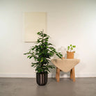 Ficus benjamina Danielle - ↨95cm - Ø21cm + Topf Mayk Blei von MEERgroothandel Planten