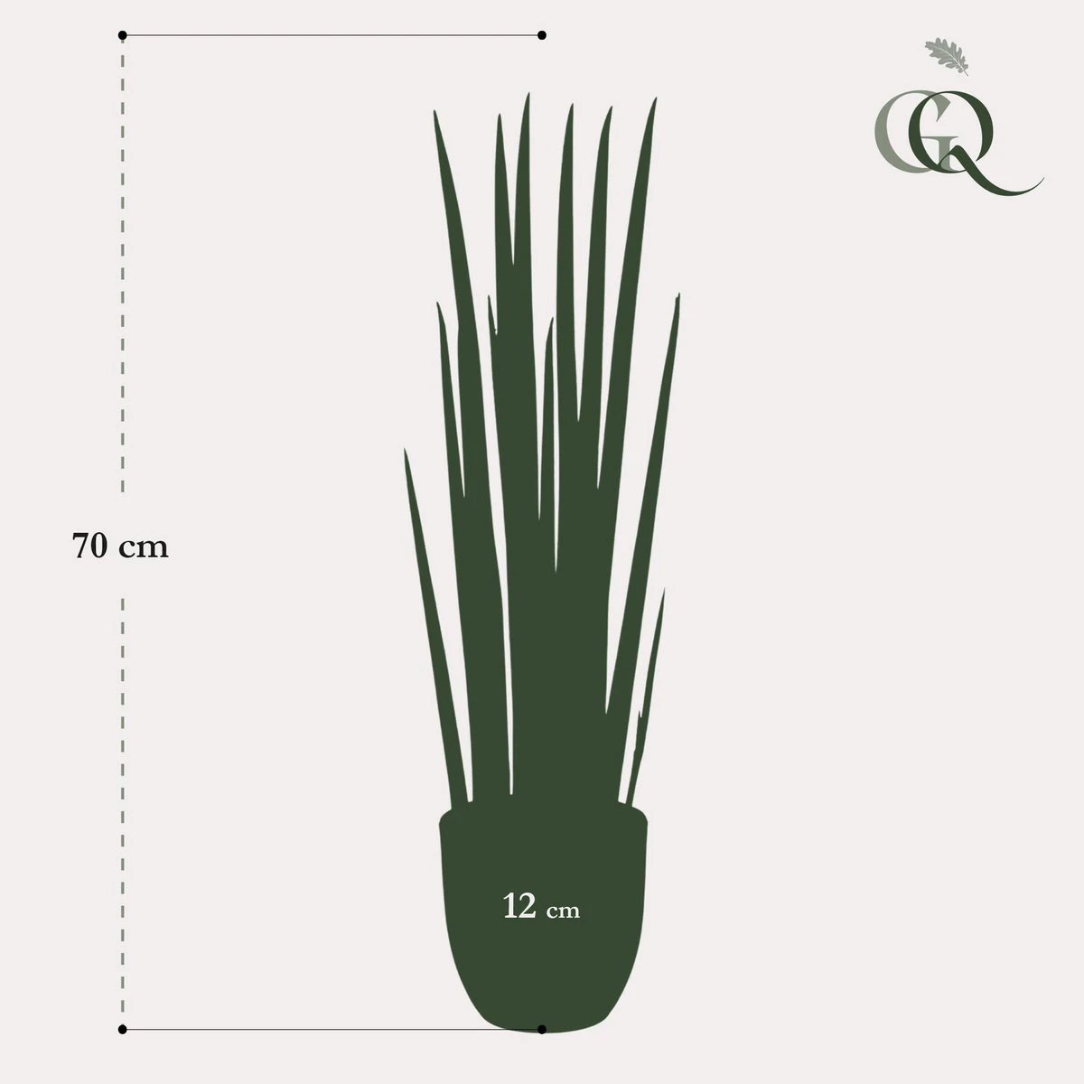 Art plant - Sanseveria Cylindrica - Woman tongue - 70 cm by Green boutiQ