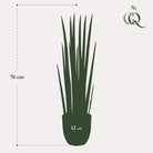 Art plant - Sanseveria Cylindrica - Woman tongue - 70 cm by Green boutiQ