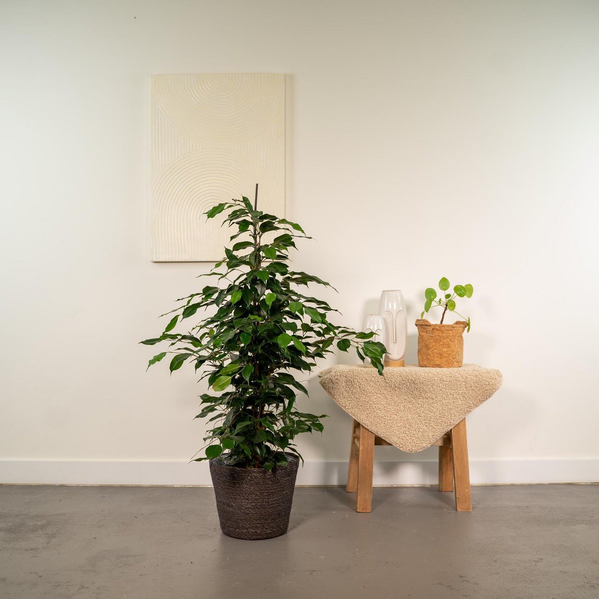 Ficus benjamina Danielle - ↨95 cm - Ø21 cm + Korb Igmar von MEERgroothandel Planten