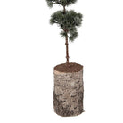 Mini Artificial Christmas Tree 15x15x80 cm Green Wood by Clayre & Eef.