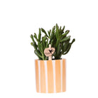 Kolibri Greens | succulent Crassula Hobbit + Painted Stripe pot oranje - potmaat Ø9cm | bloeiende kamerplant - vers van de kweker by Kolibri Company