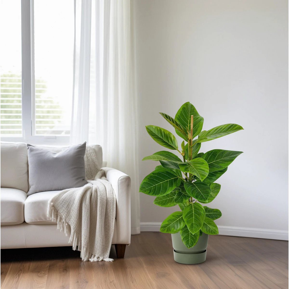 Ficus Altissima | [P21-H95] von MEERgroothandel Planten