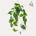 Art Plant - Philodendron Scandens - Climate Boomliefhebber - 80 cm by Green boutiQ